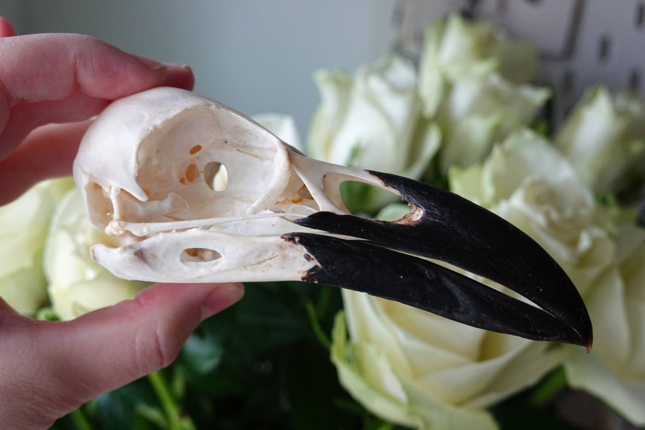 Raven Skull (Common Raven), ethically sourced