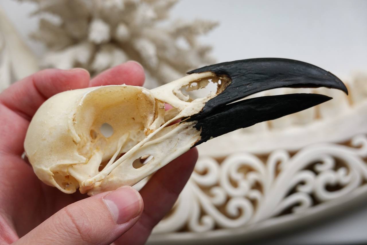 Raven Skull (Common Raven), ethically sourced