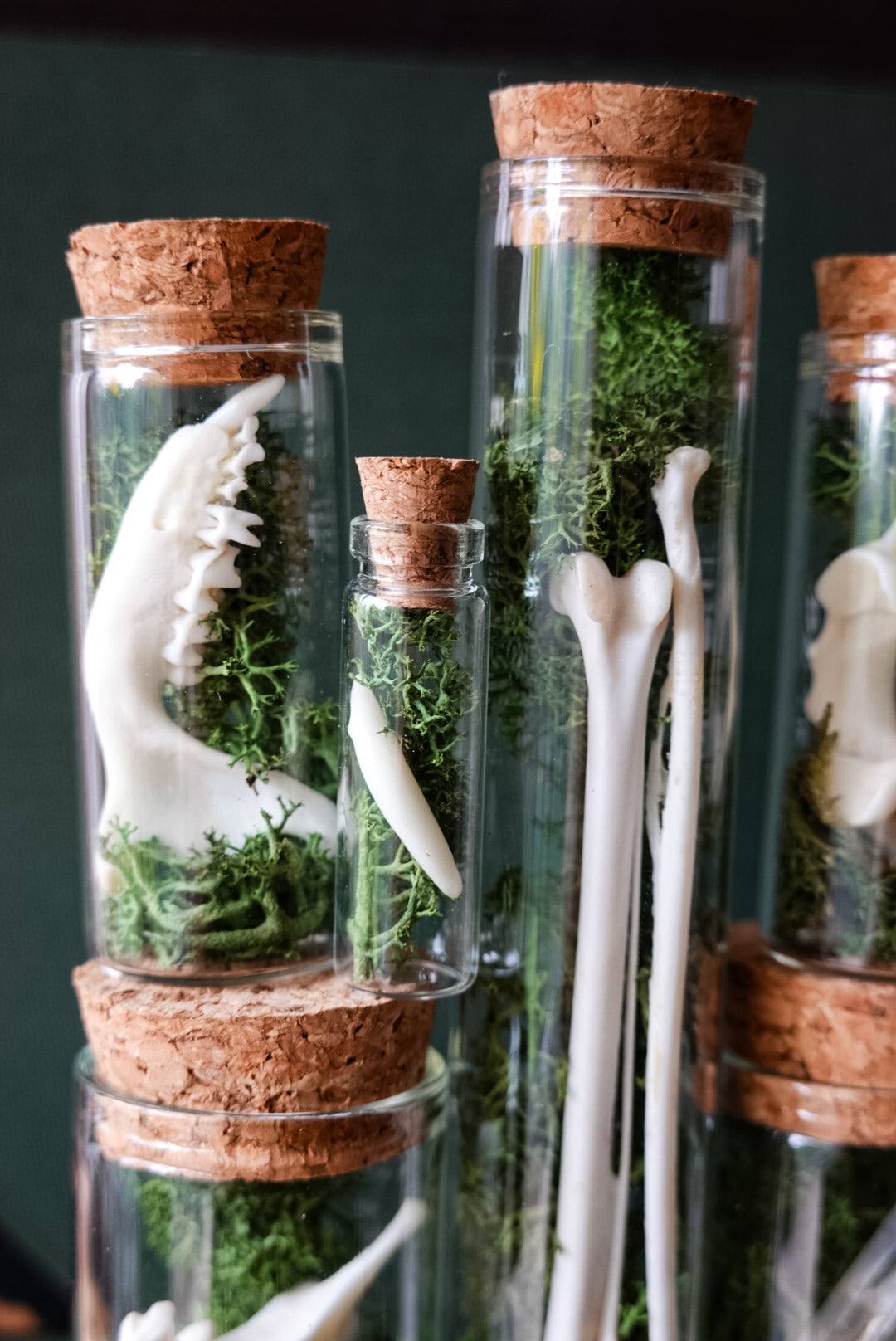 5 pcs. Natural History Mystery Box of Glass Vials filled with Norwegian Moss and Bones!