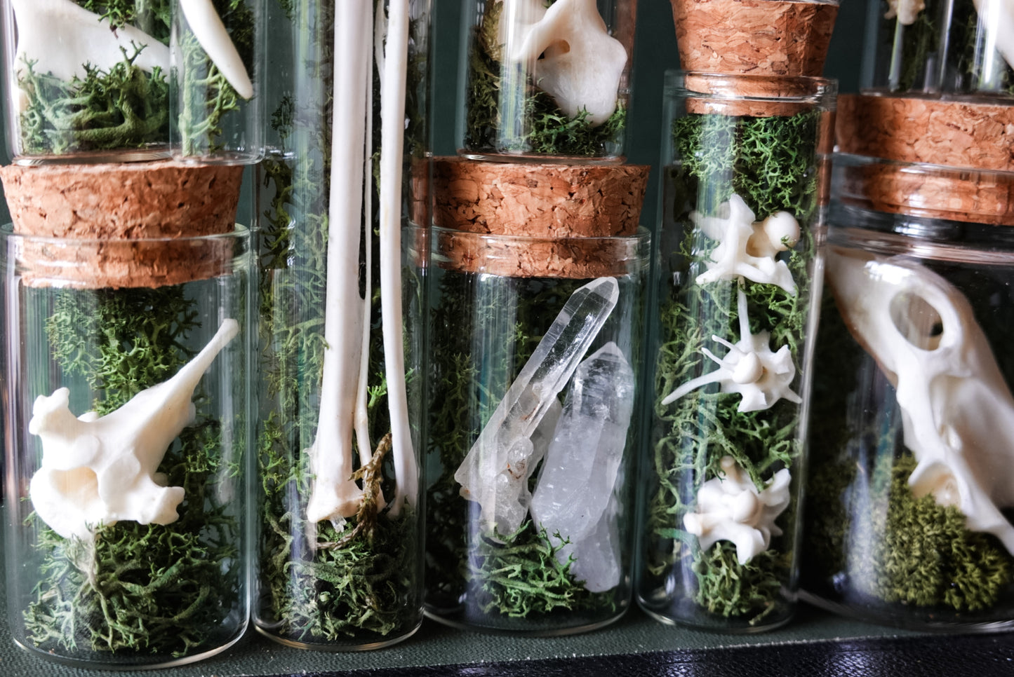 5 pcs. Natural History Mystery Box of Glass Vials filled with Norwegian Moss and Bones!