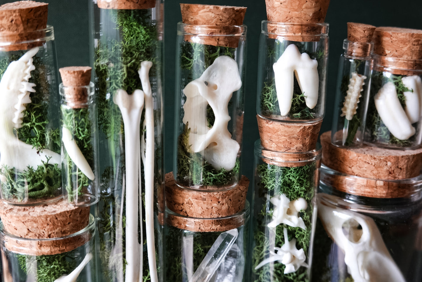 5 pcs. Natural History Mystery Box of Glass Vials filled with Norwegian Moss and Bones!