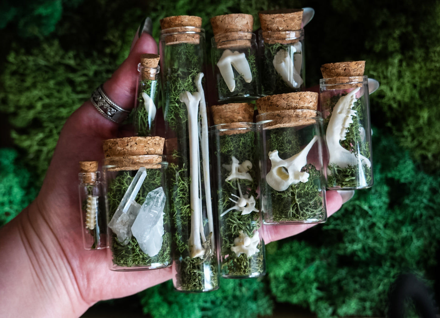 5 pcs. Natural History Mystery Box of Glass Vials filled with Norwegian Moss and Bones!