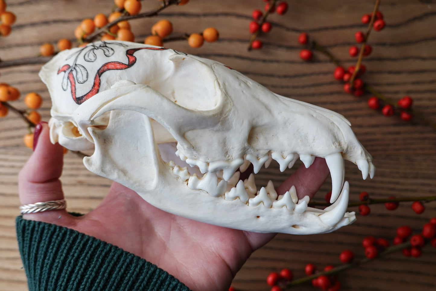 Hand painted skull of red fox "Mistletoe"