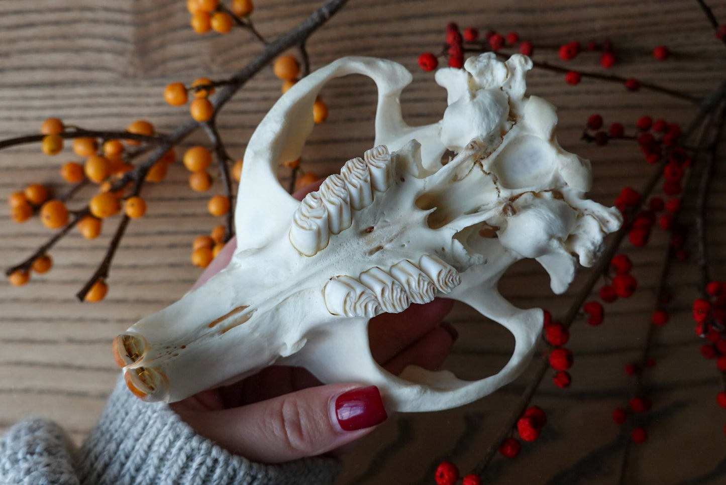 Hand-Carved Beaver Skull
