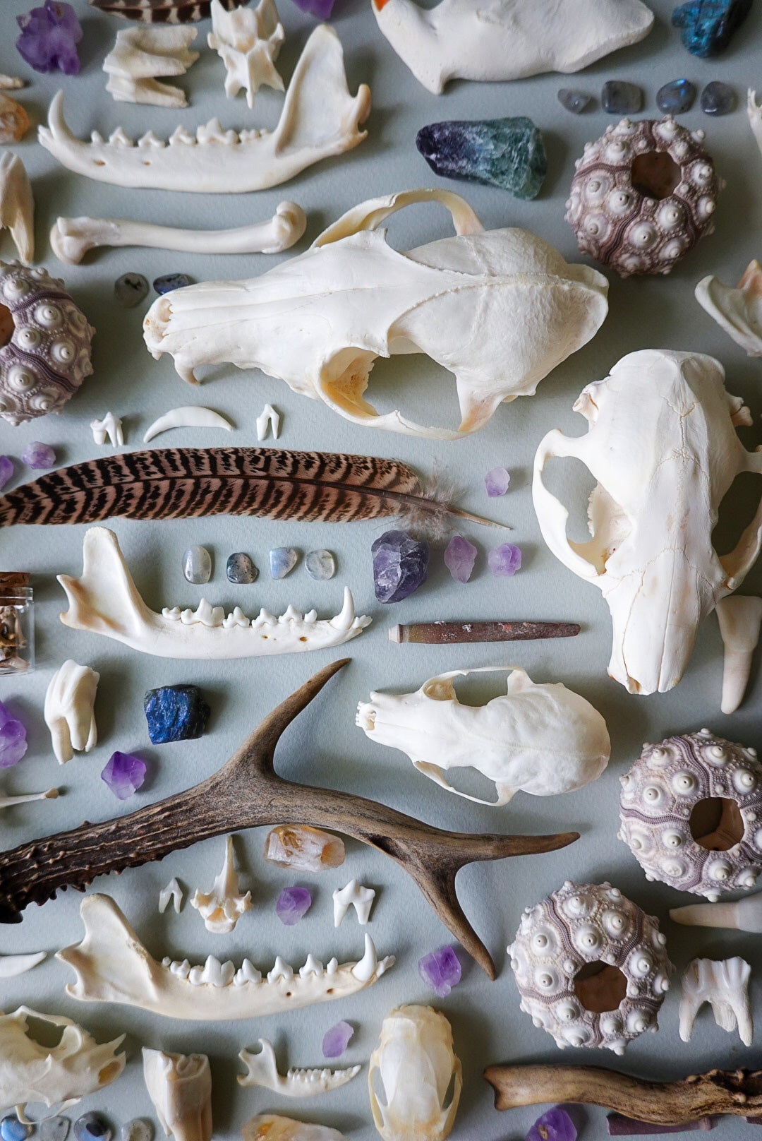 Natural History Mystery Box 25 pcs. - nature study, natural specimens, curiosity cabinet, nature exploration, homeschool, witchy box, bone box