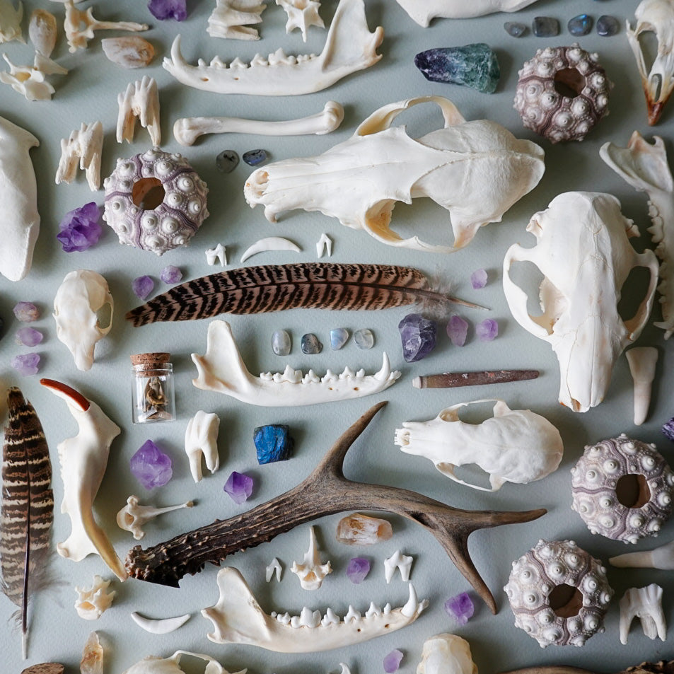 Natural History Mystery Box 15 pcs.- nature study, natural specimens, curiosity cabinet, nature exploration, homeschool, witchy box, bone box