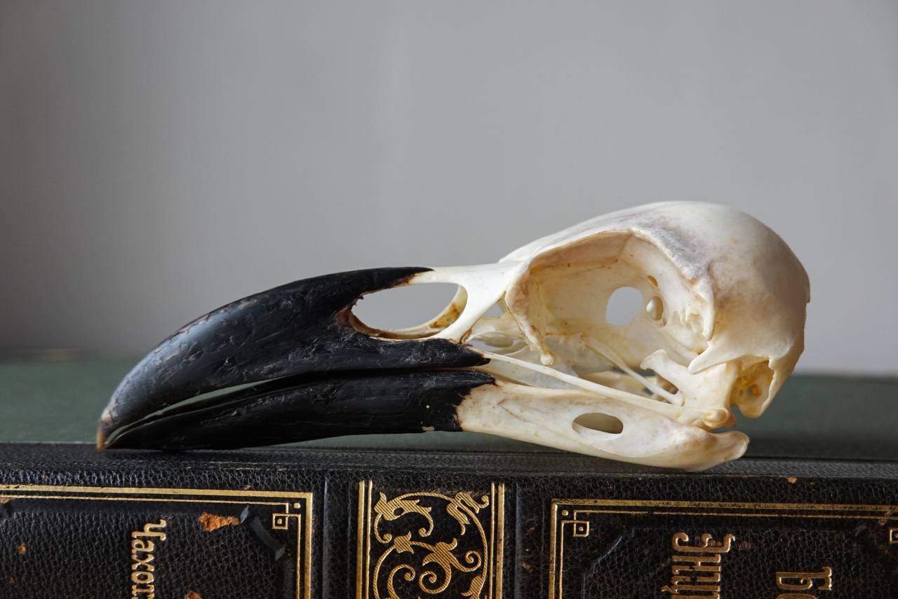 Raven Skull (Common Raven), ethically sourced