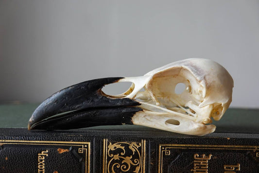 Raven Skull (Common Raven), ethically sourced