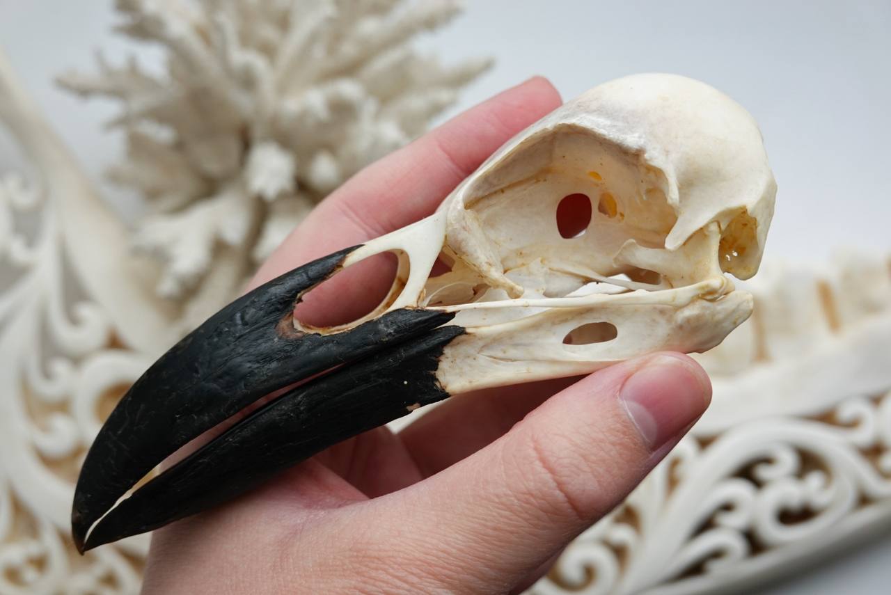 Raven Skull (Common Raven), ethically sourced