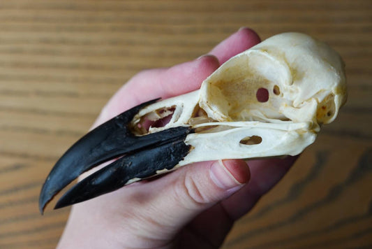 Raven Skull (Common Raven), ethically sourced