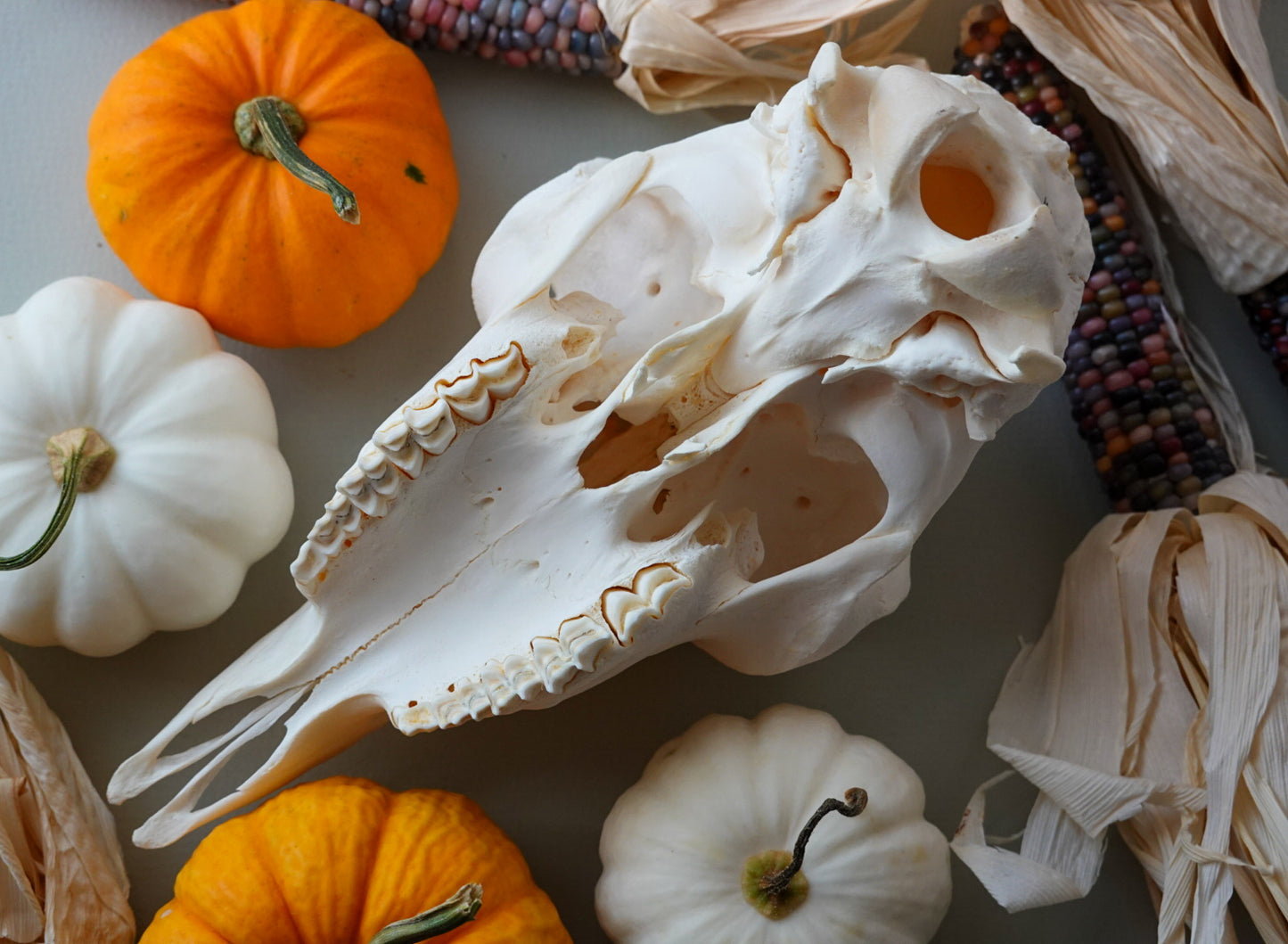 Hand painted skull of goat