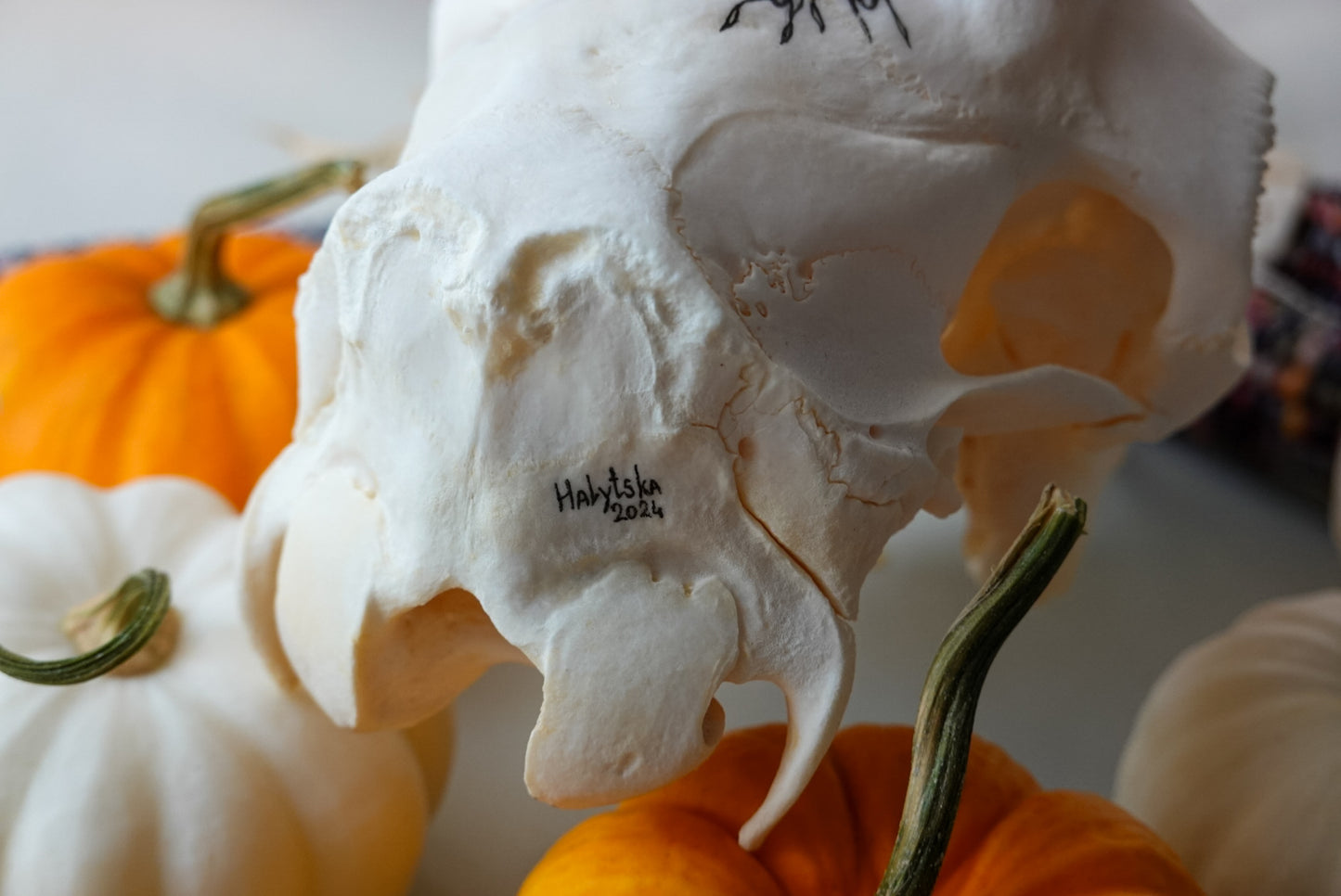 Hand painted skull of goat