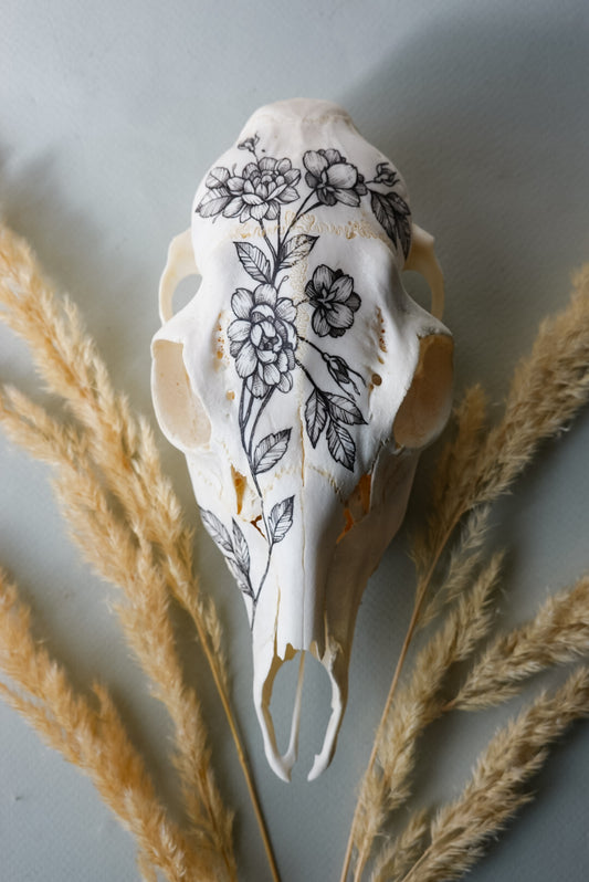 Hand painted skull of roe deer
