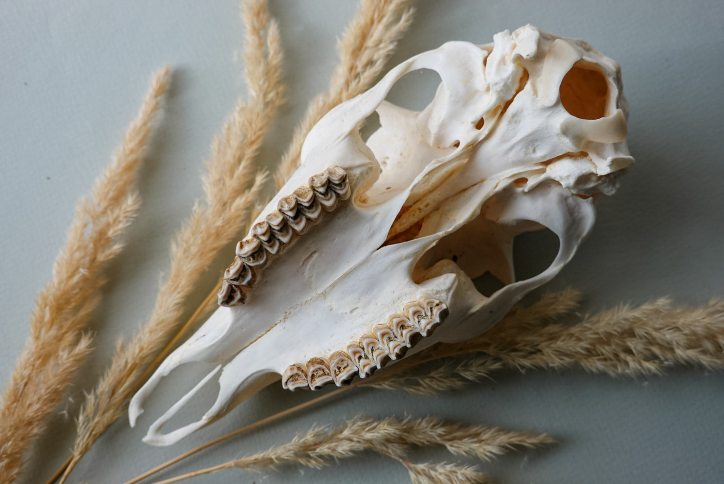 Hand painted skull of roe deer
