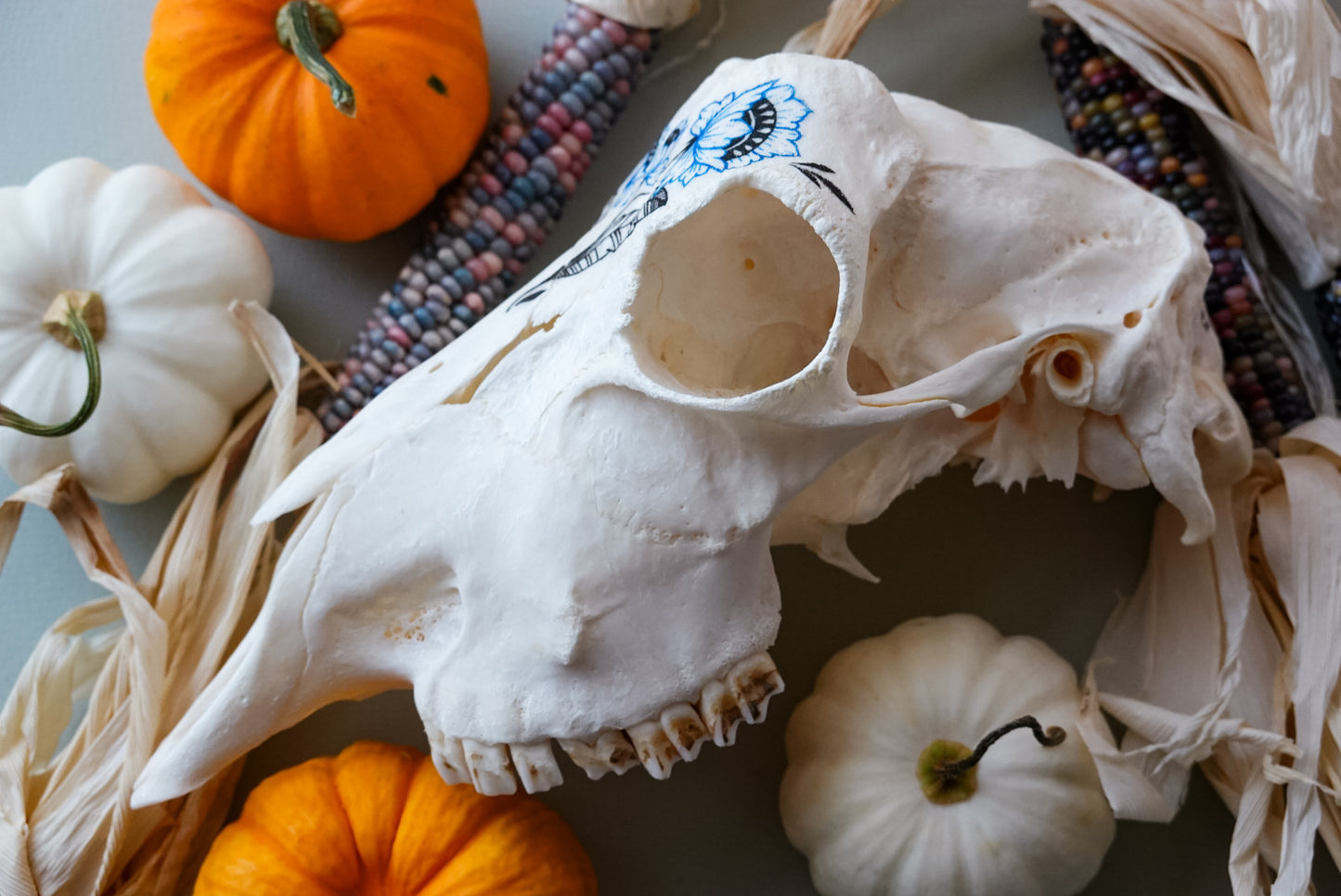 Hand painted skull of goat