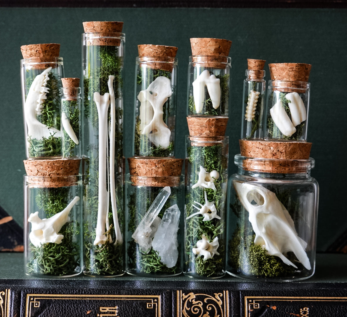 5 pcs. Natural History Mystery Box of Glass Vials filled with Norwegian Moss and Bones!