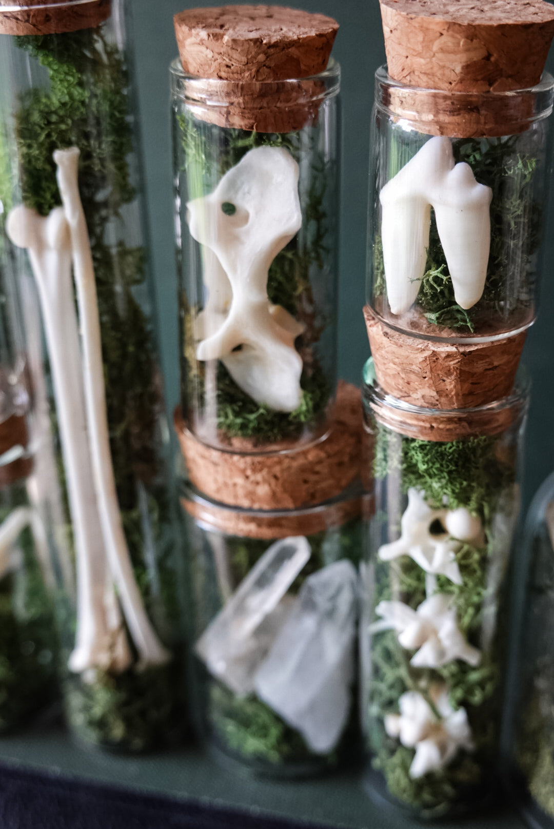5 pcs. Natural History Mystery Box of Glass Vials filled with Norwegian Moss and Bones!
