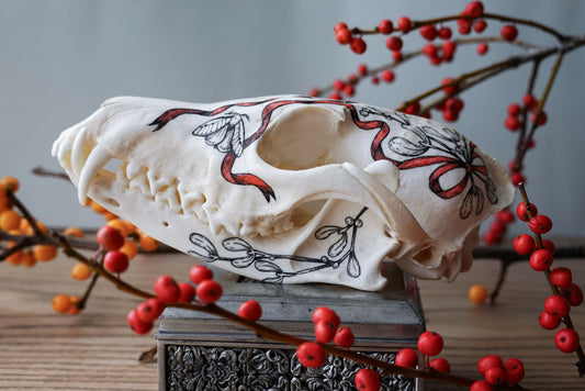 Hand painted skull of red fox "Mistletoe"