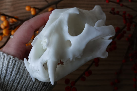 Replica of a Tiger Skull – Precision Scanned from the Real Specimen