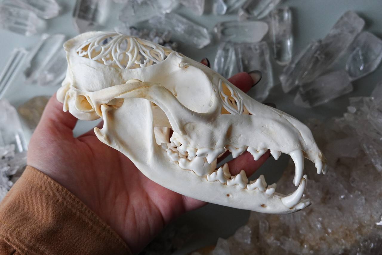 Hand-Carved Fox Skull