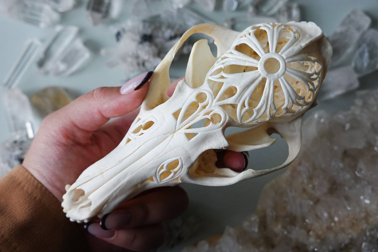 Hand-Carved Fox Skull
